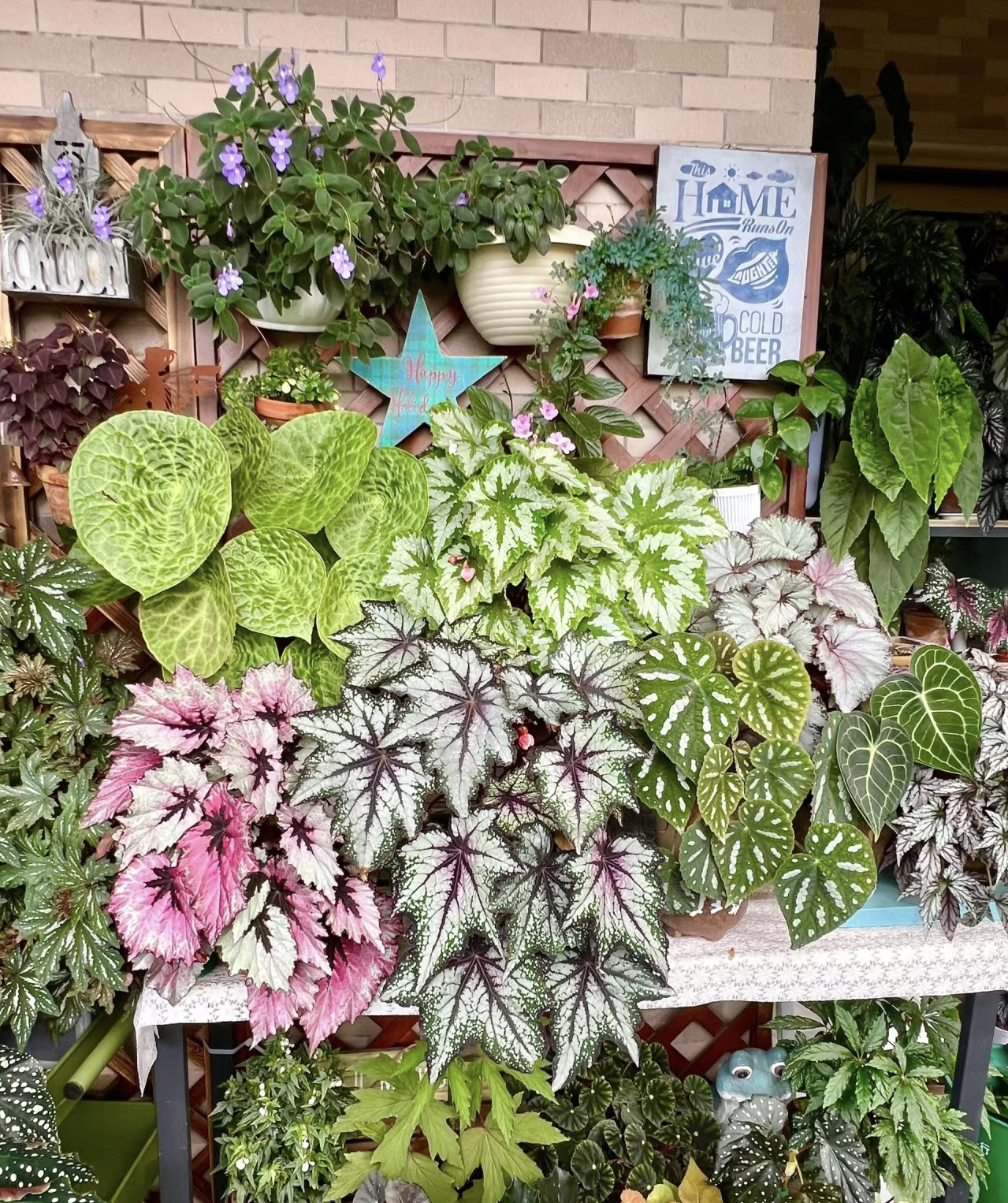 蟆叶类秋海棠集合室内客厅阳台花园绿植繁星二月