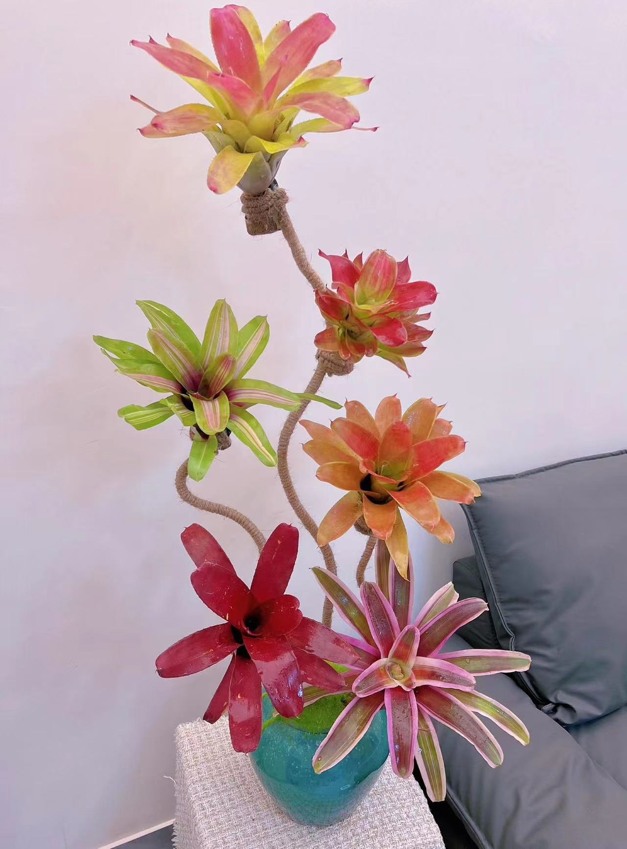 【积水凤梨】空气凤梨五彩积水凤梨植物雨林景植物