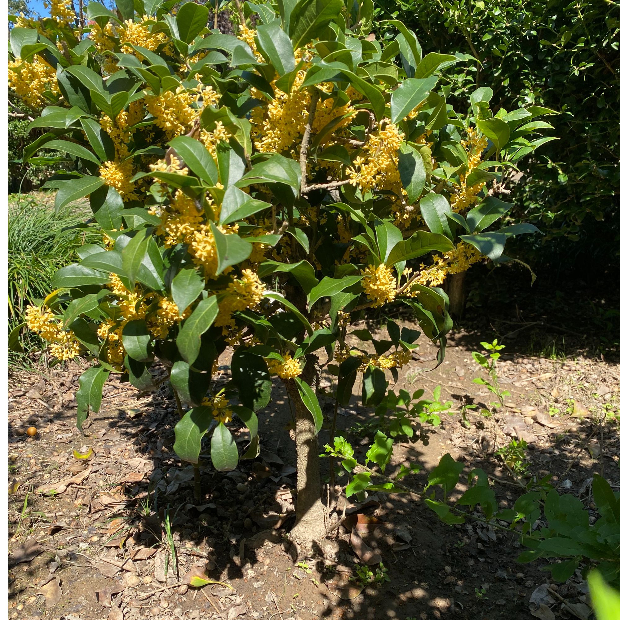 桂花直播间现场挑选链接 一物一拍 庭院绿化桂花树