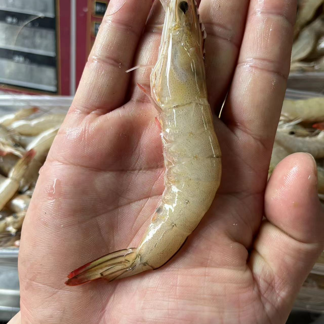 连江本地新鲜白丁虾