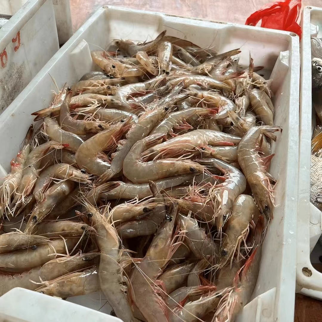 连江本地纯天然野生虾