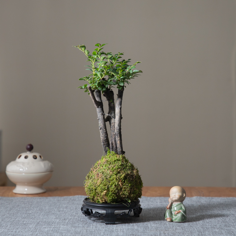 景观泡水苔藓球小叶紫檀办公室吸甲醛四季常青室内植物古法养鱼造