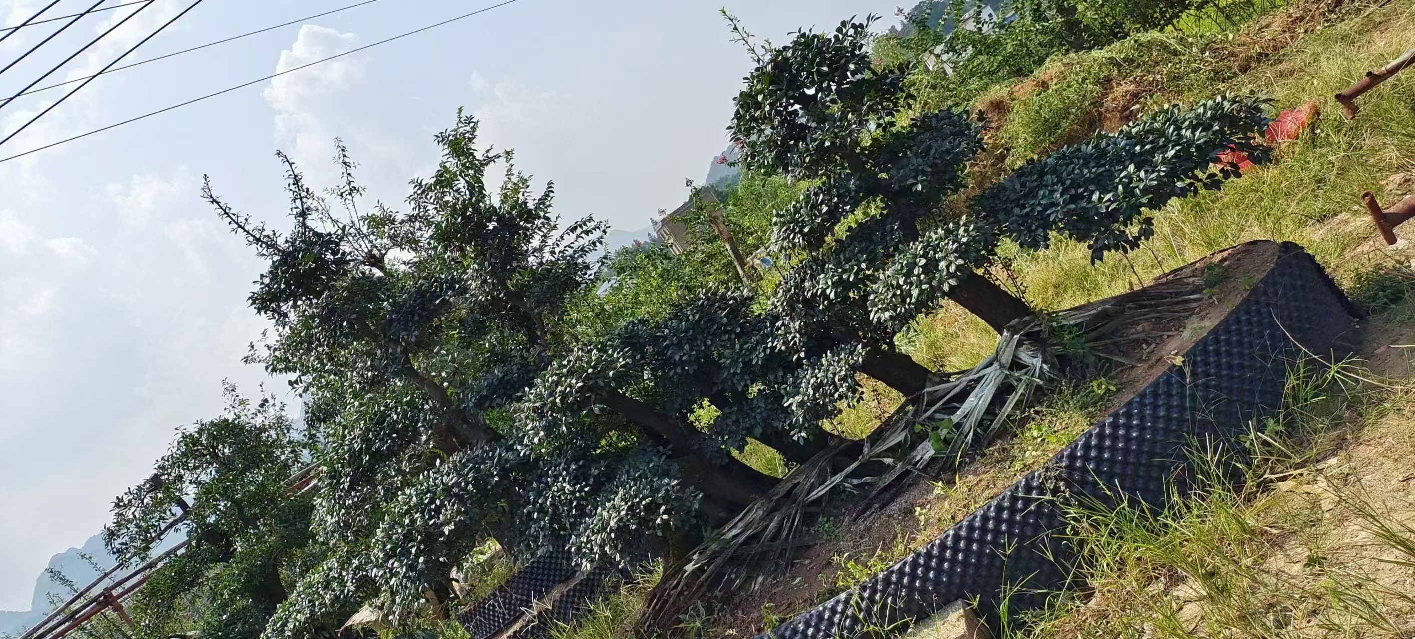 金弹子盆景一物一拍以直播间图片为准