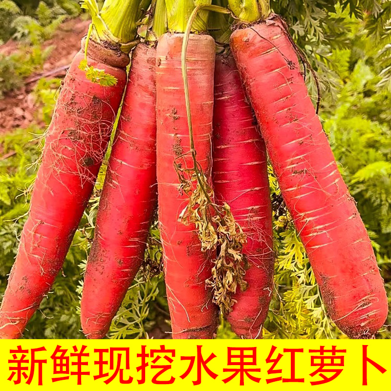 陕西沙地水果红萝卜5斤红心脆甜生吃水果型新鲜胡萝卜沙地蔬菜