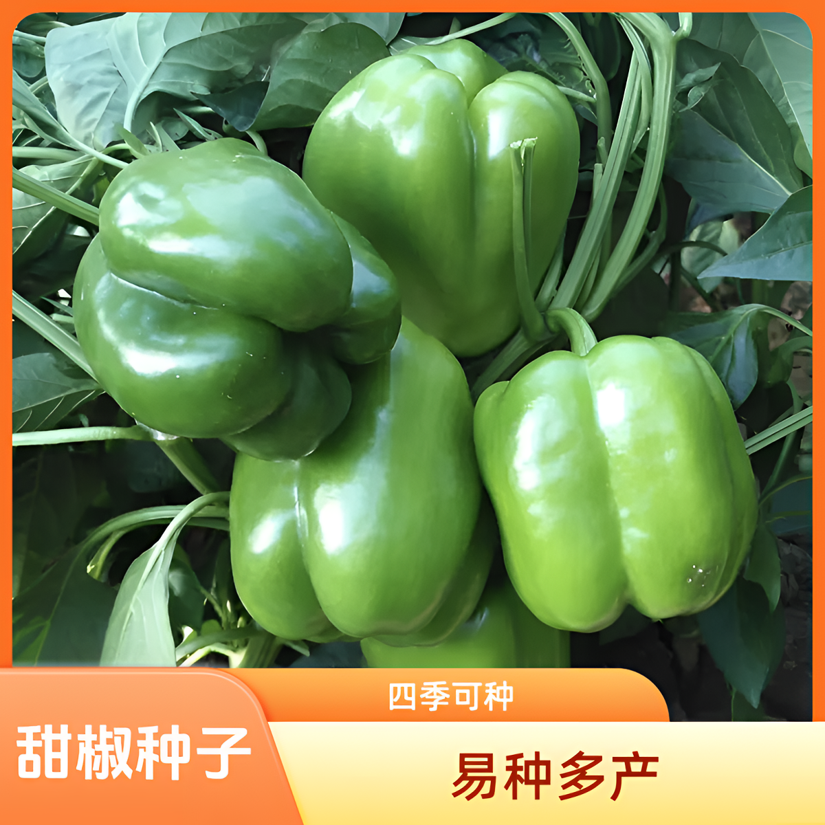 【甜椒种子】青椒黄甜椒种子菜椒种子家庭小院种菜阳台盆栽种植培养