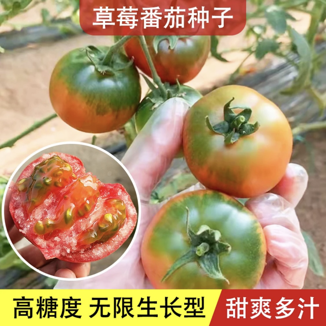 【草莓番茄种子】正品对版口感番茄西红柿樱桃萝卜水果西红柿种子