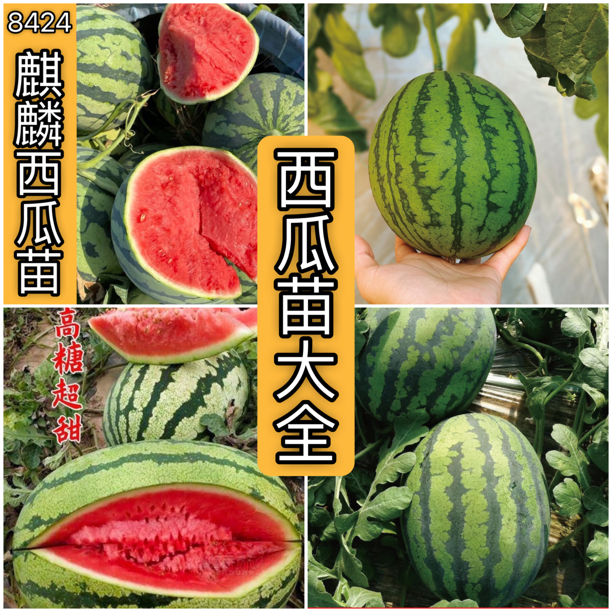【西瓜苗大全】粗壮根系发达麒麟8428懒汉甜王2K红玉西瓜苗