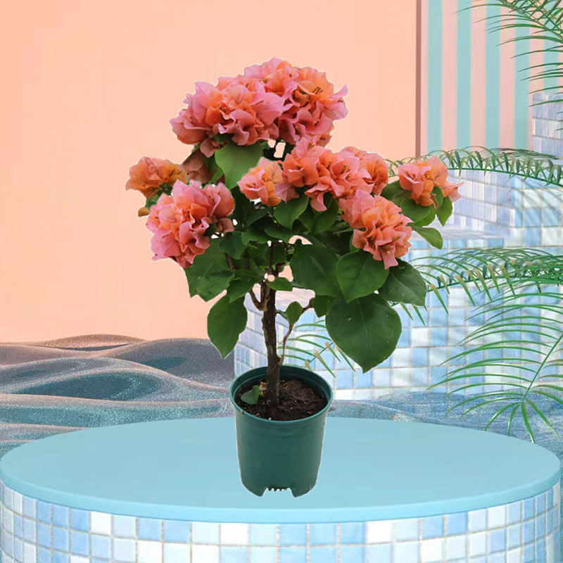 绿叶橙三角梅苗盆栽带花发货基地培植种植花卉绿植阳台庭院好养活