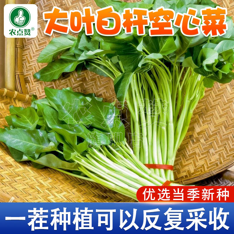 大叶白杆空心菜 四季种籽白梗种子室内水培蔬菜种子大全