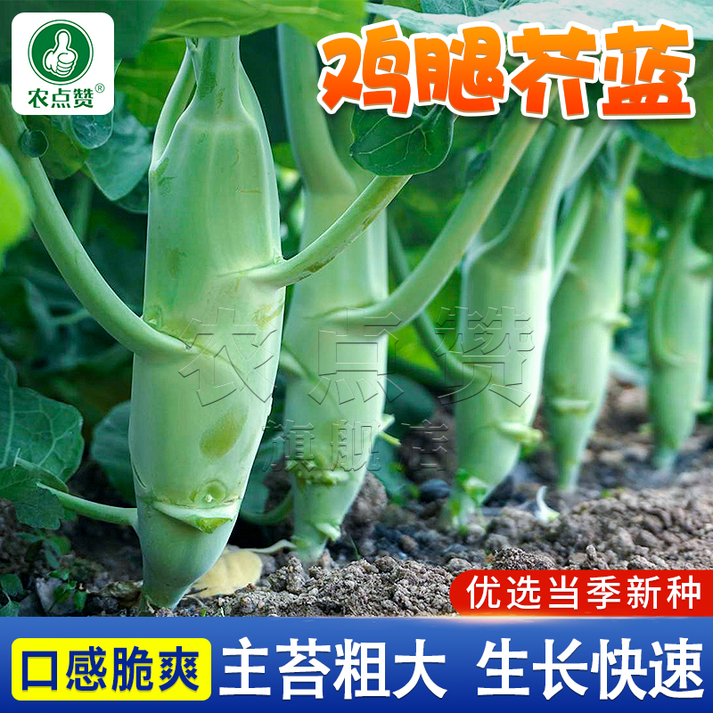鸡腿芥兰种子甜脆粗条芥蓝种籽高产春夏四季阳台小院盆栽蔬菜种植