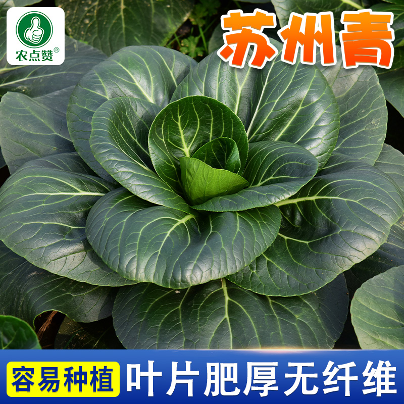 黑叶苏州青种子上海青油菜蔬菜种子四季播种室内庭院种植青菜高产