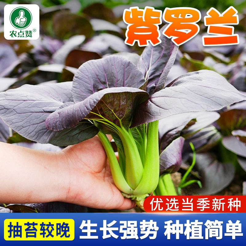紫油菜种籽  紫色上海青菜鸡毛菜菜籽阳台小院四季种植盆栽蔬菜