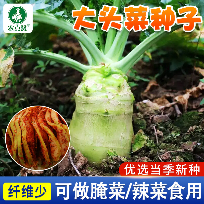 大头菜种子光头芥菜疙瘩榨菜芥菜种籽四川辣菜腌咸菜四季蔬菜种子