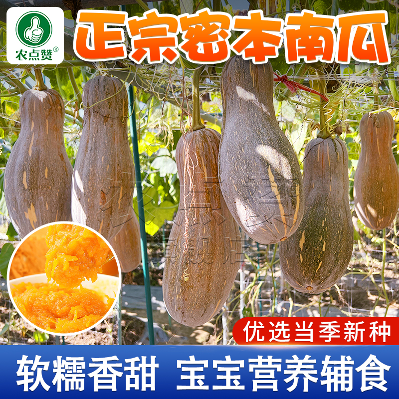 蜜本南瓜种子 超甜超粉可口早熟春秋季高产简单蔬菜种子春季育苗