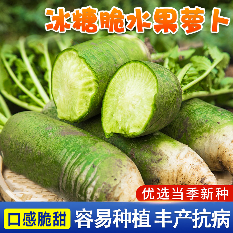 冰糖脆水果萝卜种子生吃脆甜农家蔬菜四季播种阳盆栽绿萝卜种籽