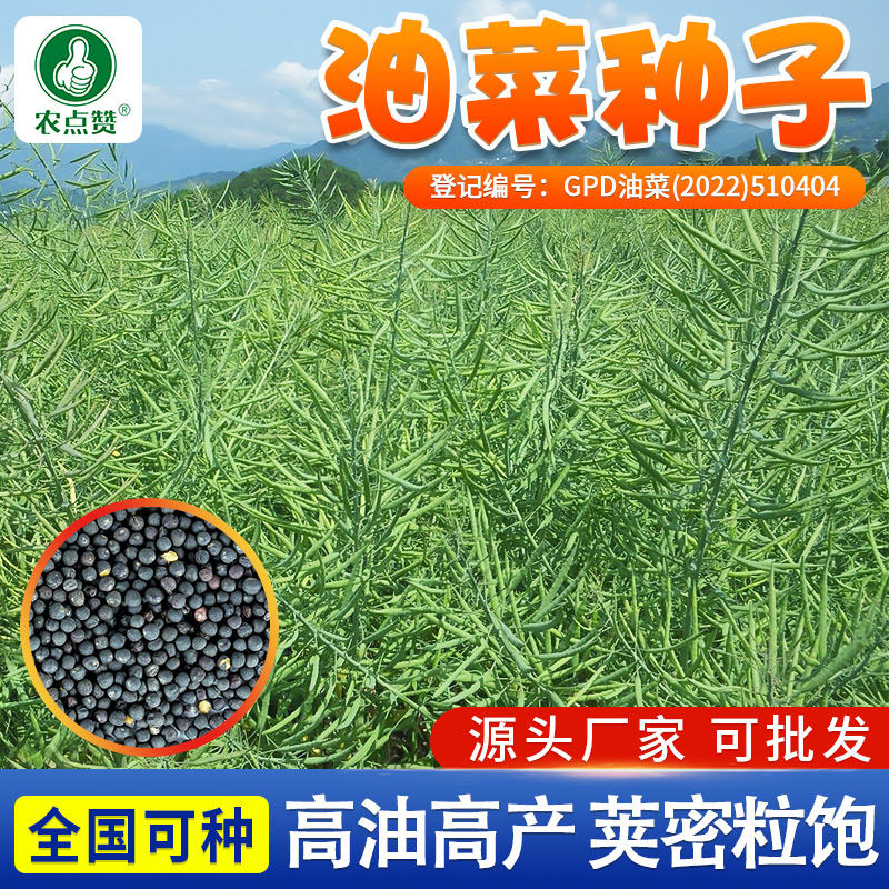 【ZS】高产油菜籽德5油778油菜种子抗病抗倒伏含油量高杂交油菜花籽