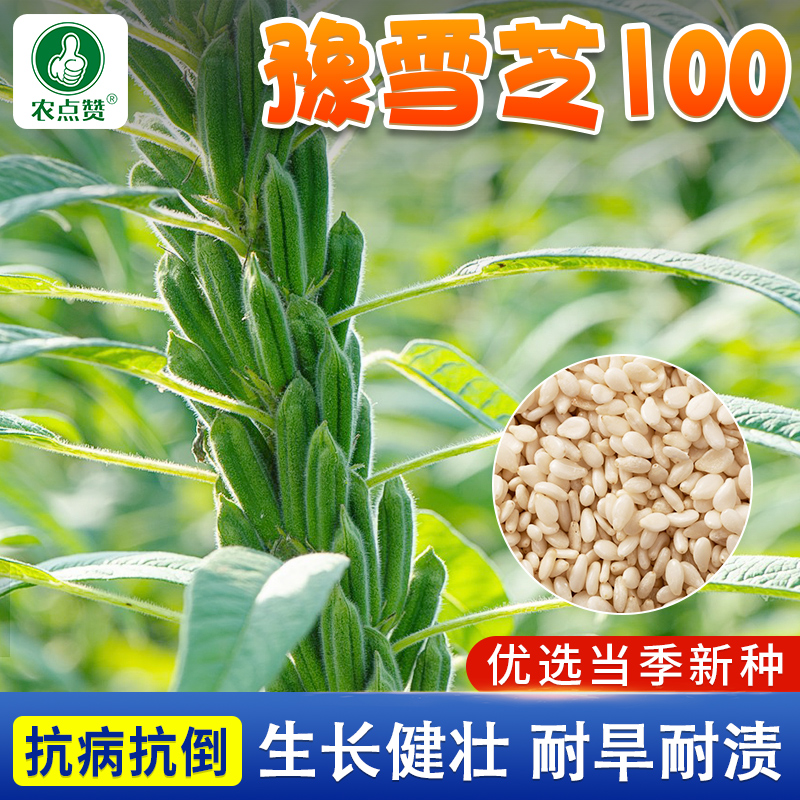 豫雪芝100 春季白芝麻菜种籽芝麻种子阳台庭院耐旱出杆农家自种