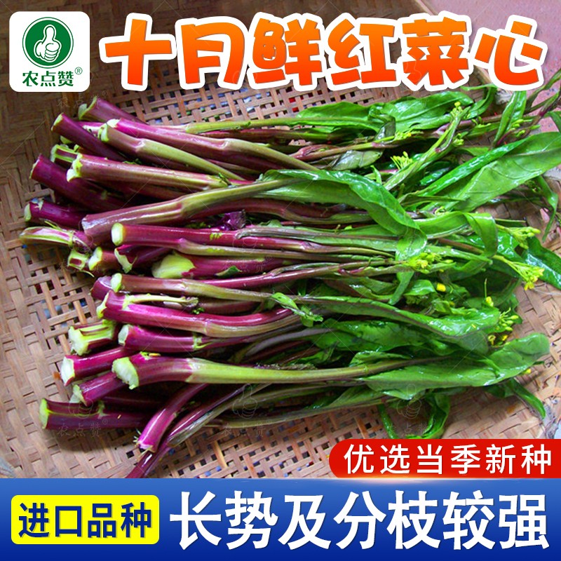 【红菜苔种子】广东白菜心种籽家庭种植四季播种蔬菜种子