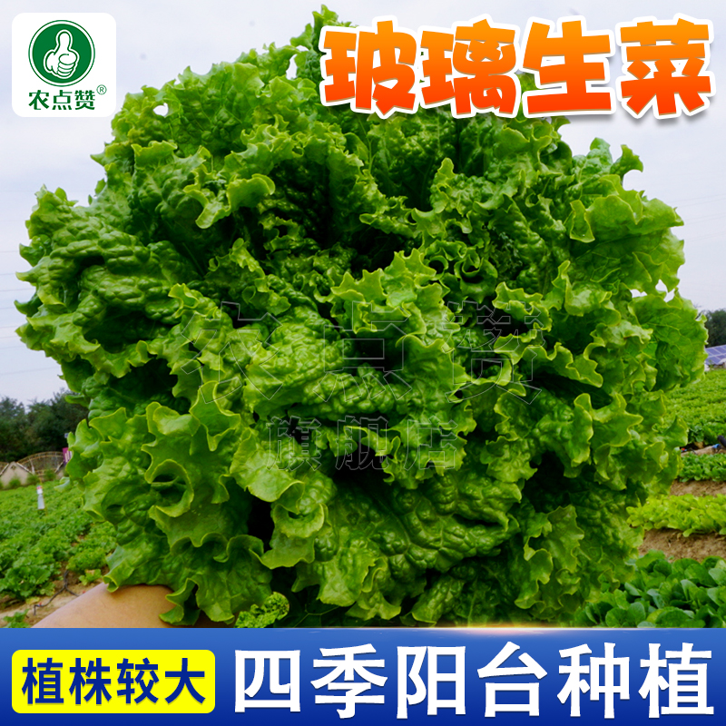 生菜种子 精选甜脆玻璃生菜种子阳台庭院盆栽种植四季蔬菜种子