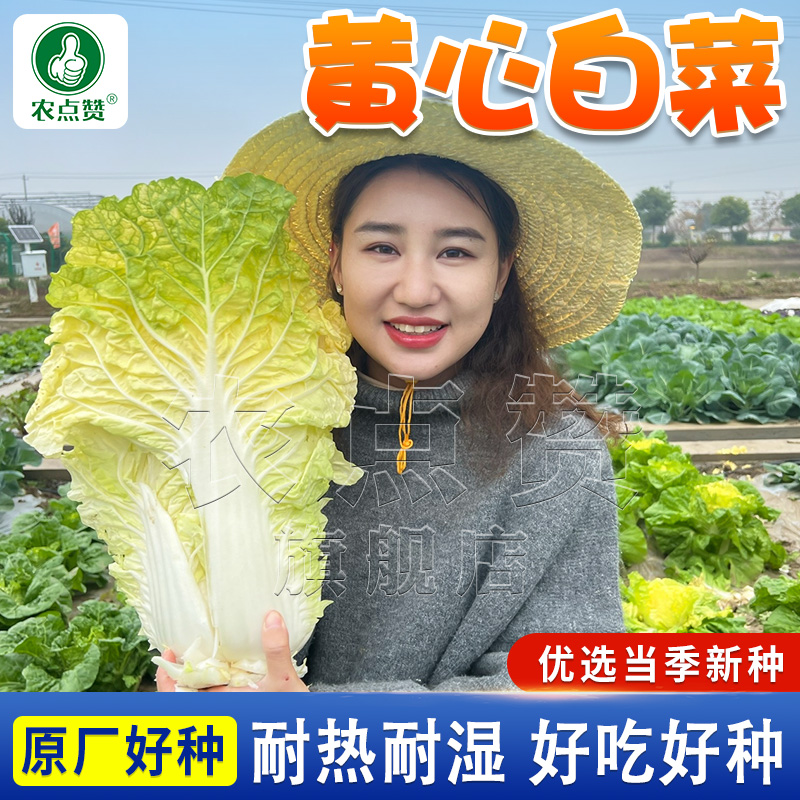 黄心大白菜种子  北京小杂早熟包心大白菜种子春秋播种高产