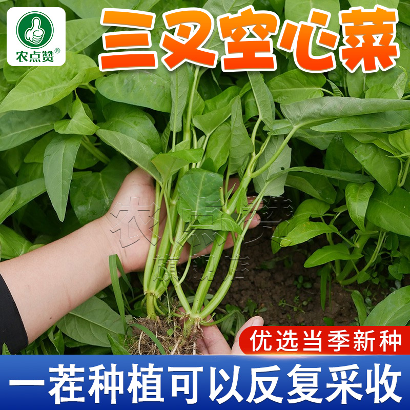 三叉空心菜种子柳叶空心菜青梗空心菜菜四季阳台盆栽蔬菜瓜果子