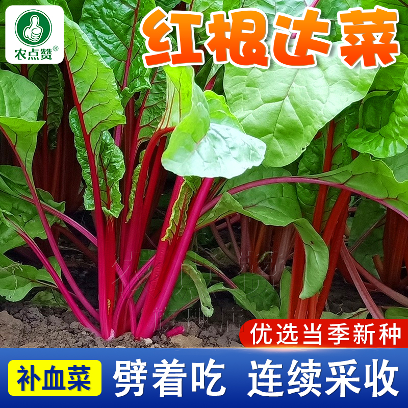 红根达菜种籽 红色牛皮菠菜菜种籽 甜叶高产简单蔬菜四季种植种子