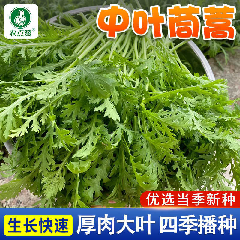 中叶茼蒿种子  清香花叶皇帝菜可多次采收四季阳台盆栽蔬菜种籽