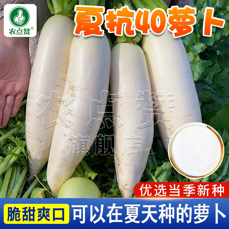 抗热萝卜种子   夏抗40白皮萝卜夏季高产甜脆耐高温蔬菜简单种籽