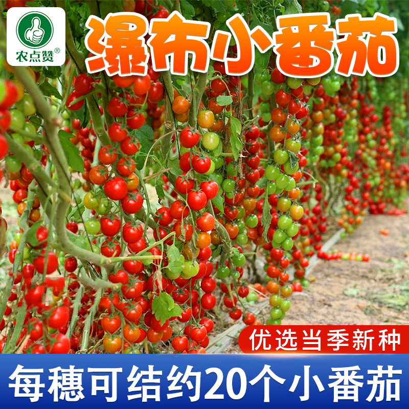 瀑布小番茄种子种籽圣女果种籽苗四季阳台盆栽蔬菜西红柿蔬菜种子