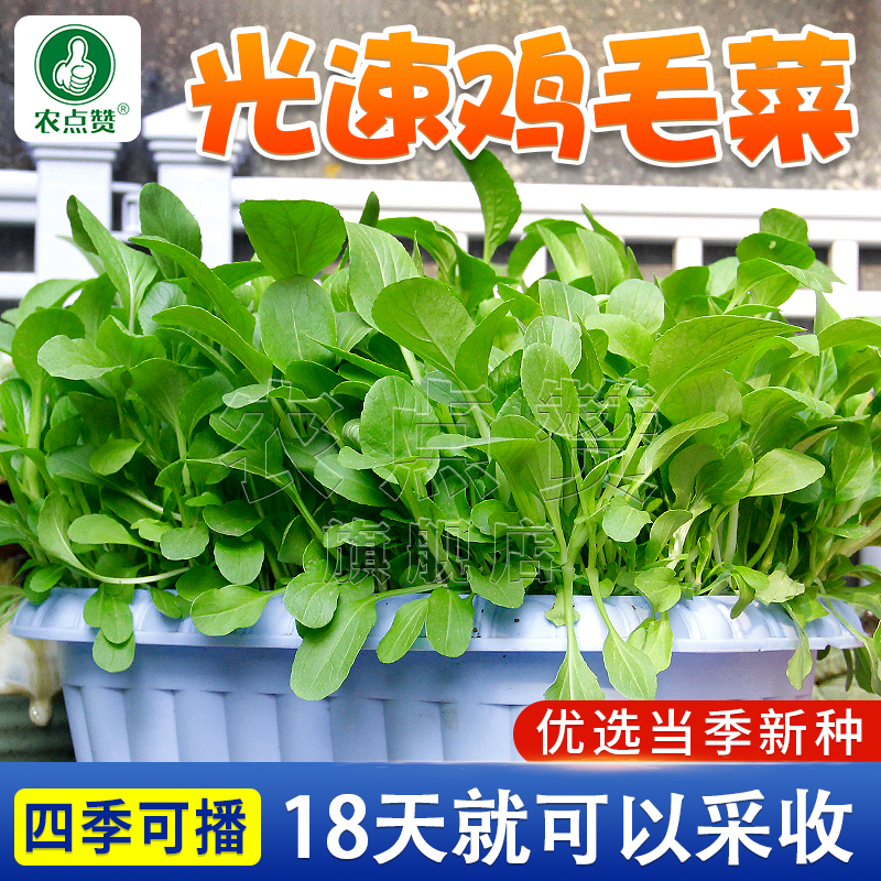 鸡毛菜种子 四季小青菜小白菜易种易活阳台盆栽鲜嫩蔬菜种籽正宗