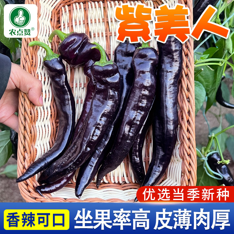 紫黑辣椒种子中早熟外皮接近黑紫色光亮美观高产简单辣味浓辣椒籽