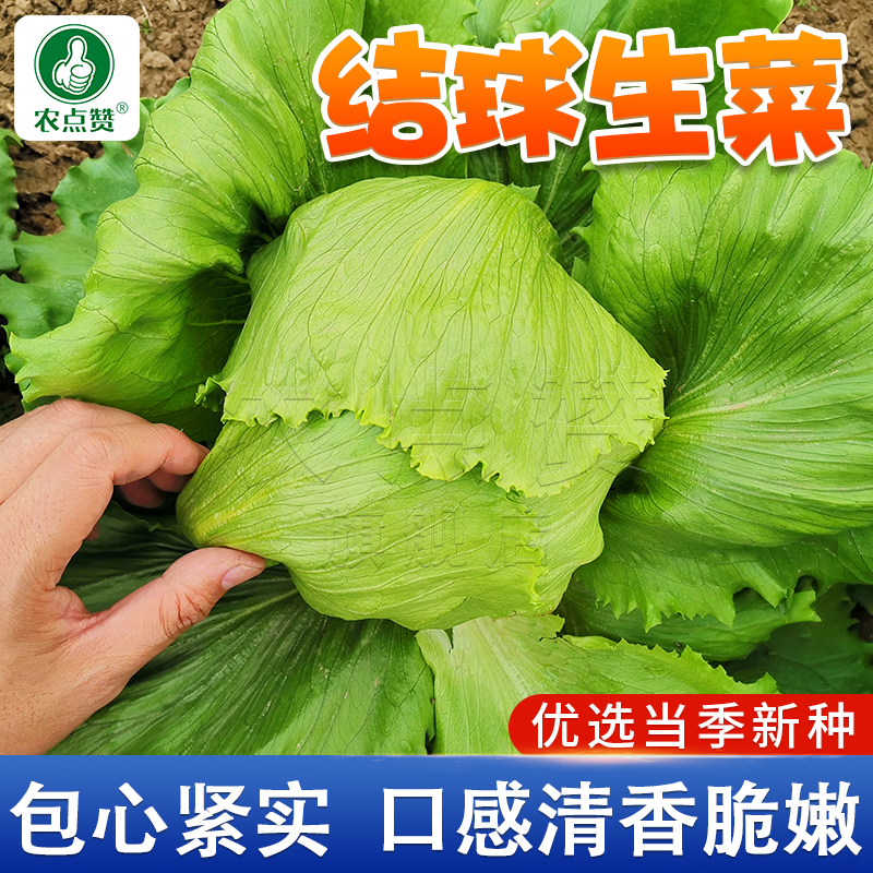 结球生菜种子 甜脆生菜美国耐热球形圆生菜种子四季农家蔬菜种子