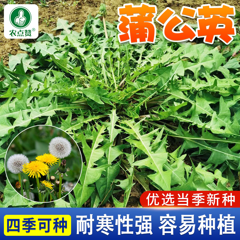 蒲公英种子的种籽苗秧婆婆丁种植菜种孑药用盆栽籽种菜籽籽种野菜