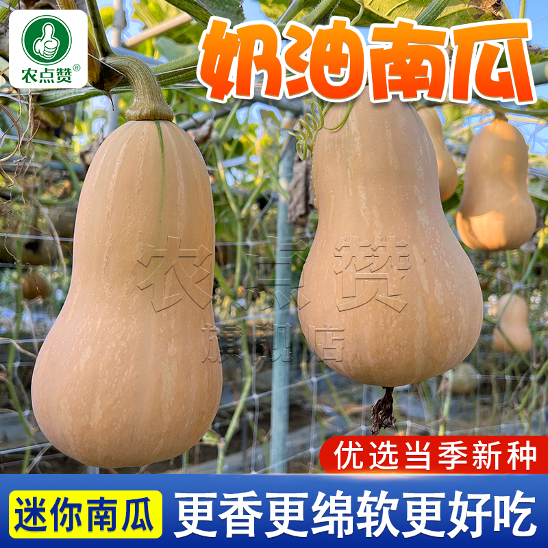 【奶油南瓜种子】 香甜软糯肉质细嫩阿根廷蜜本南瓜蔬菜种子