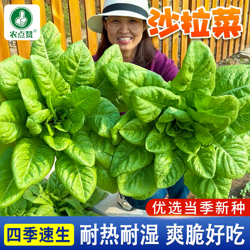 沙拉菜种子 汉斯沙拉 生吃脆甜高营养四季庭院花盆种植农点赞