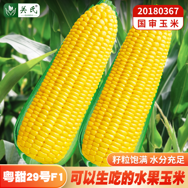 水果玉米种子黄甜玉米粤甜29号甜糯玉米春夏播香甜大棒高产玉米种