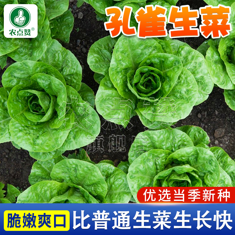 孔雀菜种子清香脆嫩夏季奶油生菜四季阳台小院种植青叶菜蔬菜种子
