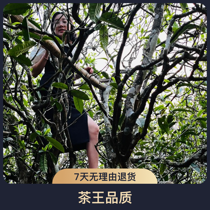 【茶王·君生我未生，我生君已老】大茶地茶王树普洱茶生茶