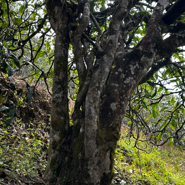 【冰甜·冷水美人】自家茶园2025年300-500年古树挑采头春普洱茶生茶