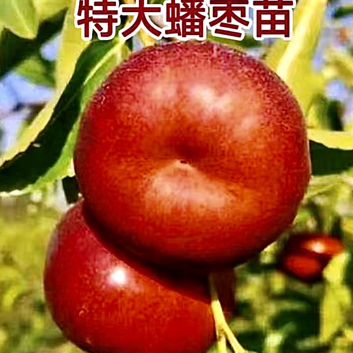 石榴盆栽地栽嫁接抗旱耐寒