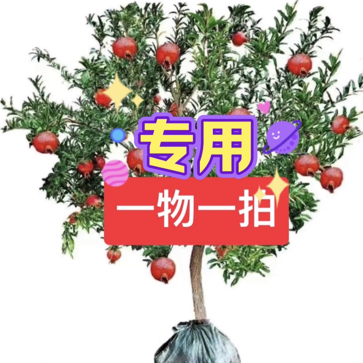 石榴石榴树苗一物一拍
