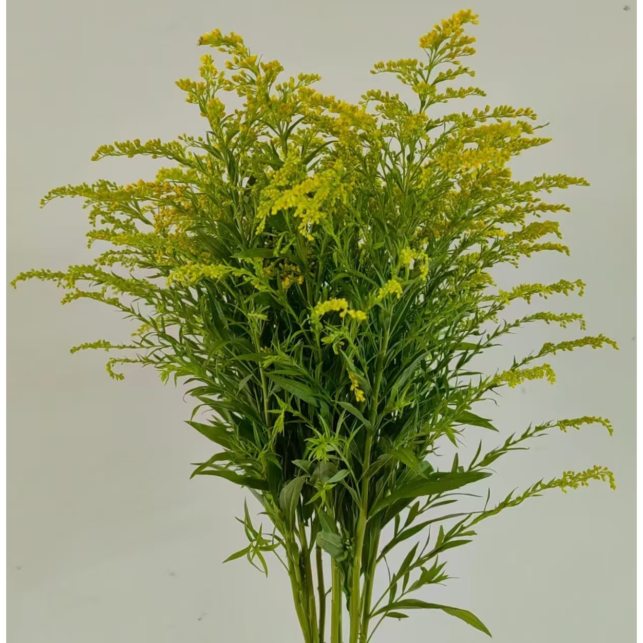 【配草】云南鲜花基地直发家用