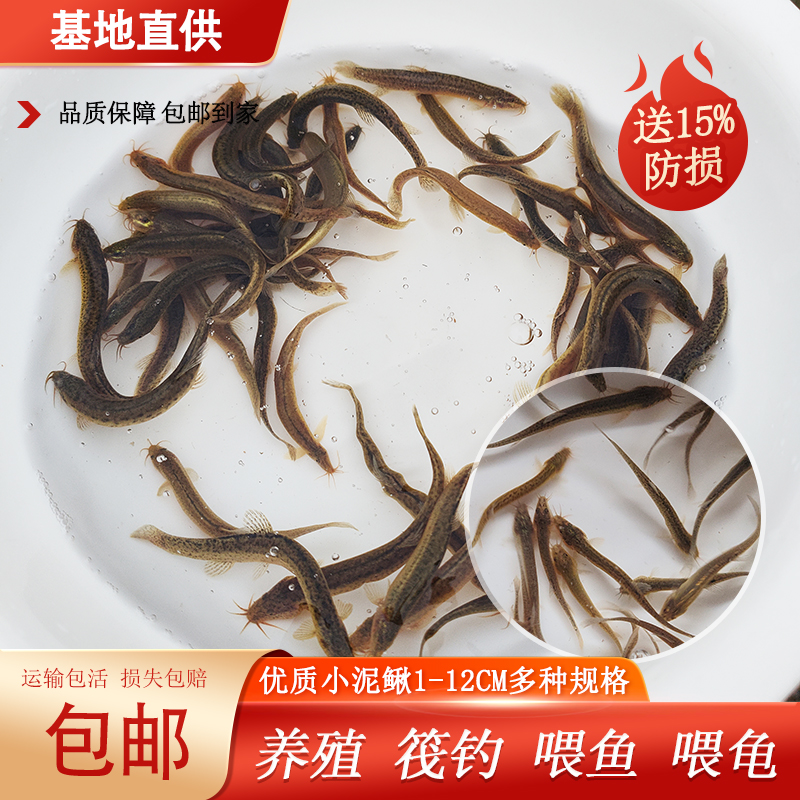  泥鳅鲜活喂养宠物 观赏鱼乌龟饲料泥鳅养殖翘嘴龙鱼黑鱼饵料