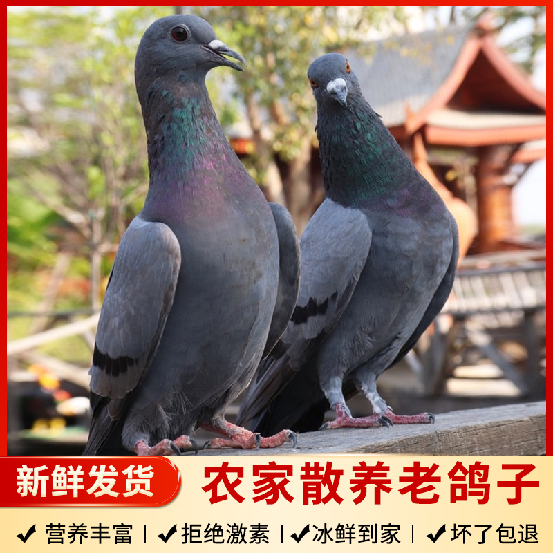 朱婷（食品） 江苏阜宁散养草鸽子  新鲜发货 顺丰发货