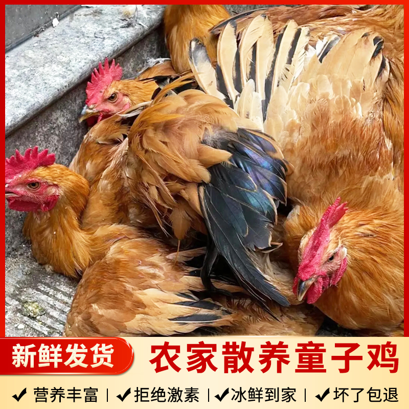 江苏 阜宁 农家童子鸡 嫩公鸡 新鲜 冷藏  真空包装 包冰率不含冰