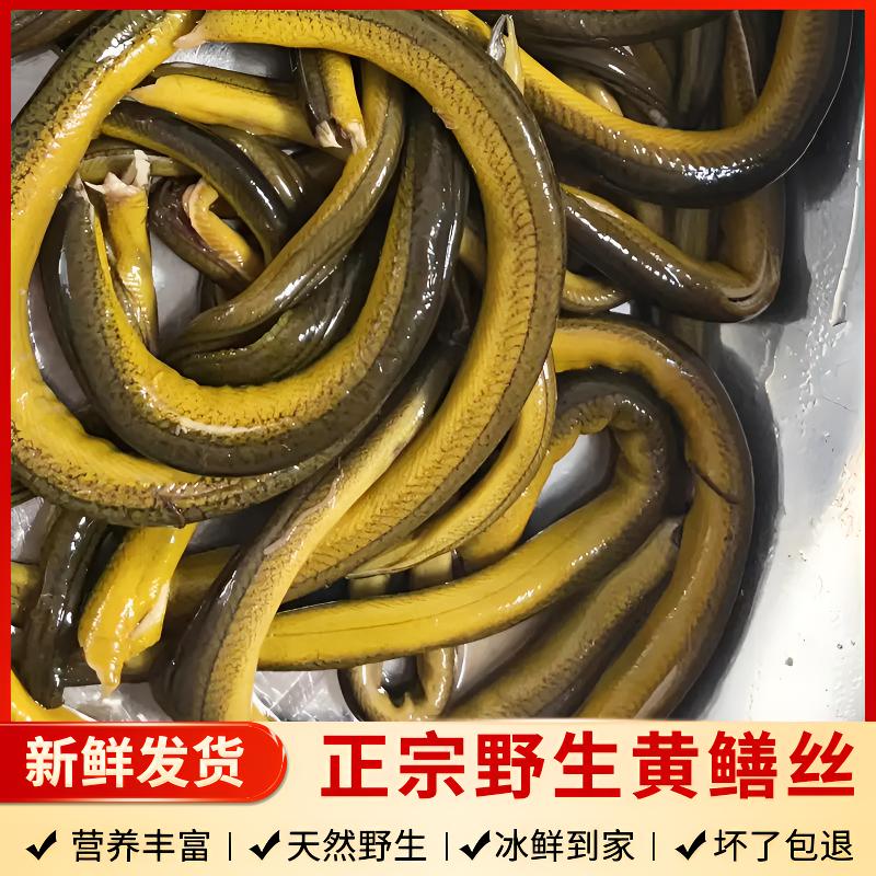 阜宁正宗野生黄鳝（丝）新鲜发货不冷冻 3斤江浙沪包邮