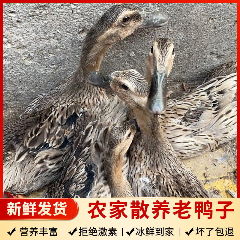 朱婷（食品）江苏阜宁农家 散养老鸭 一只3.0斤以上  顺丰发货