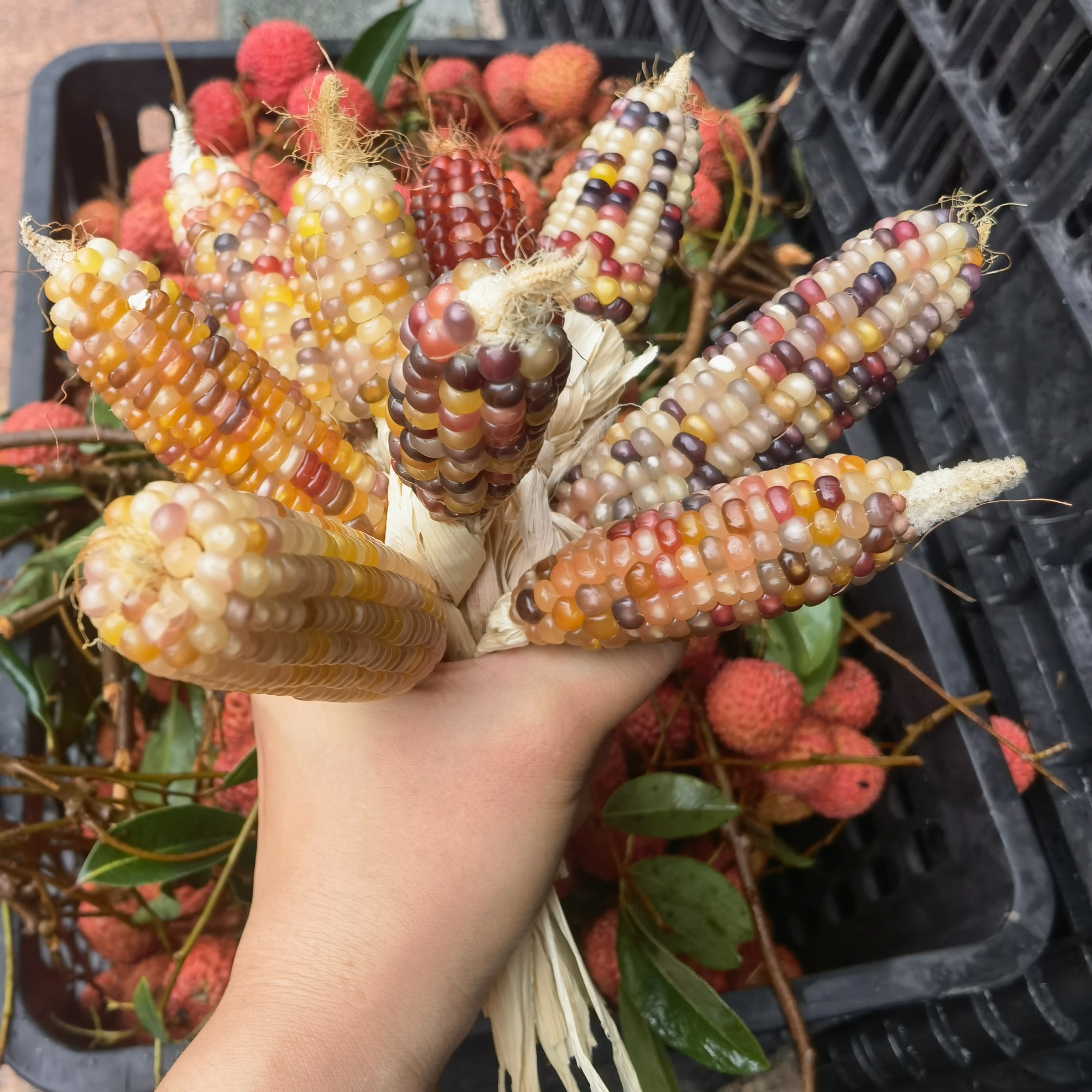 文玩玉米宝石血丝直播间一物一拍，DIY手工饰品，摆件，彩色玉米粒