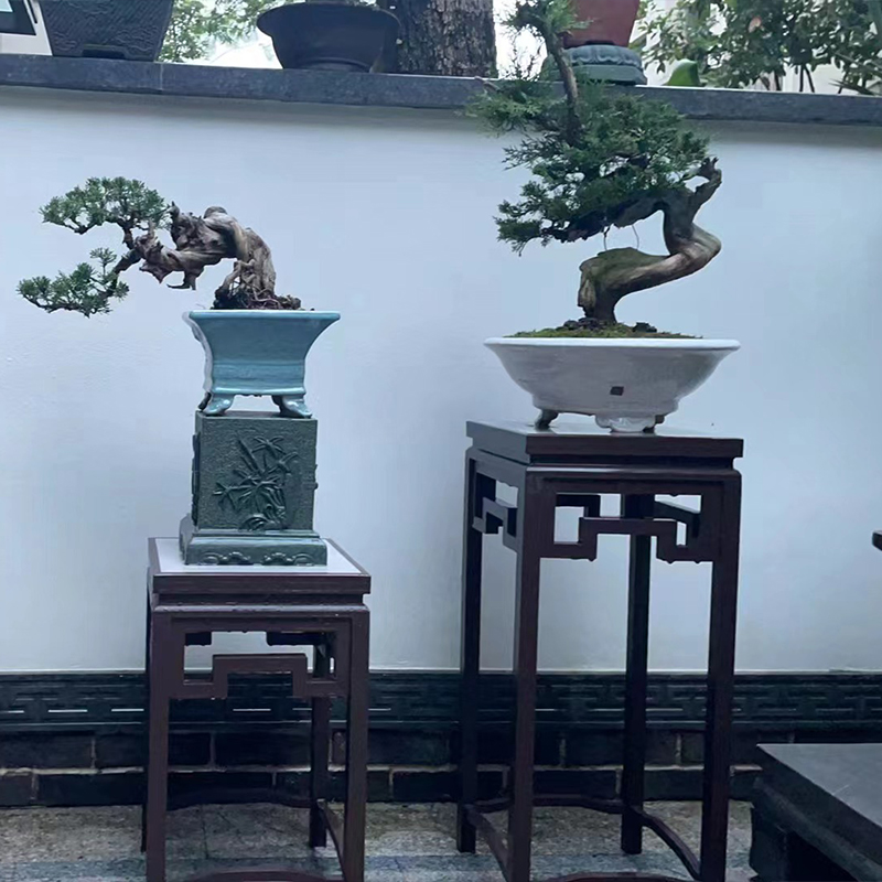 修远盆景松柏花卉高端盆景 规格齐全200 一树一拍