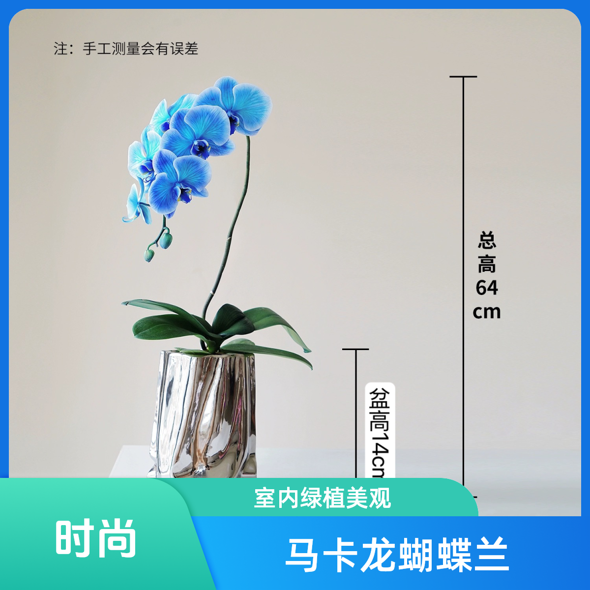 精品蝴蝶兰【马卡龙】室内绿植花卉种植生长鲜花【非自然花色】
